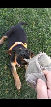 Toyo, Altri cani