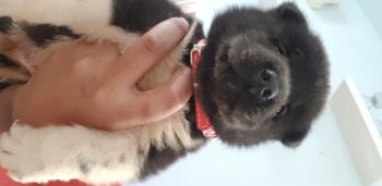 Zack, Akita Inu