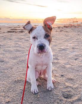 Tory, American staffordshire terrier