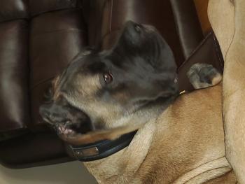 Magic, Cane Corso