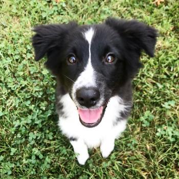 Molly, Pastor Australiano