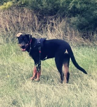 Pink, Beauceron