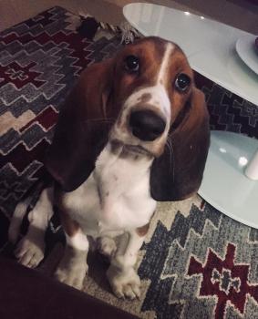 Tobias, Basset Hound