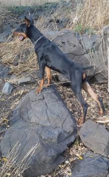 Thanos, Dobermann