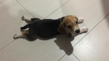 Happy, Beagle