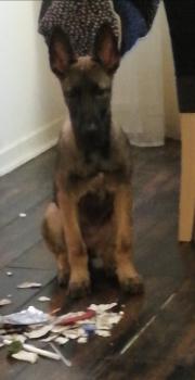 Stella, Berger Belge