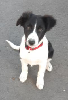 Peps, Border Collie