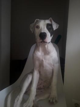 Kenza, Dogo argentino