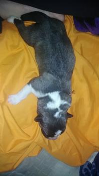 Ziggy, Siberian Husky