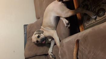 Zeus, Mastino inglese
