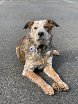 Dexter, Perro australiano del ganado
