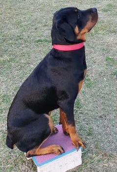 OUSHKA, Rottweiler