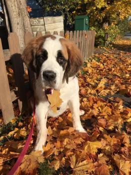 Selma, Saint Bernard