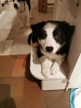 Taran, Border Collie
