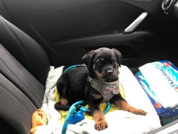 Tina, Rottweiler