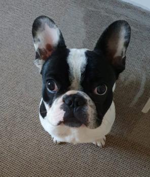 Henry, Bulldog Francés