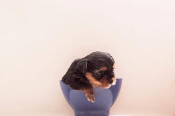 Joaquim, Yorkshire Terrier