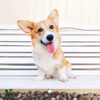 Dash, Corgi Galés De Pembroke