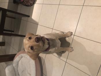 Polly, Labrador Retriever