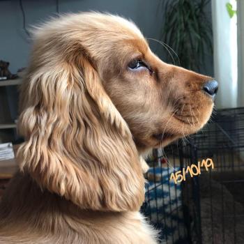 Chips, Cocker Spaniel