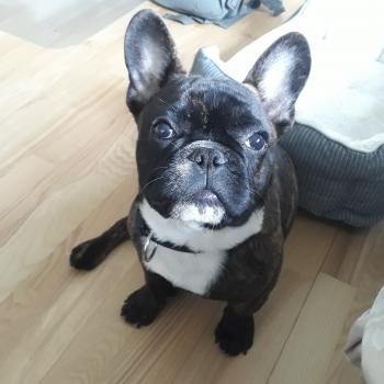 Frej, Bulldog Francés