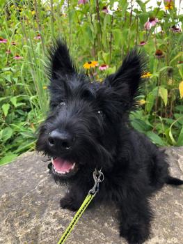 Kevin, Terrier Escocés