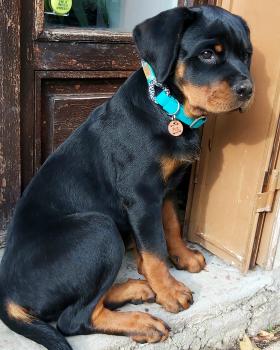 Pila, Rottweiler