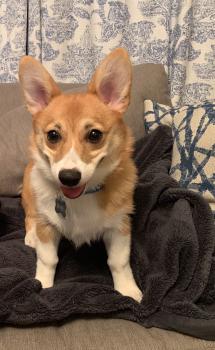 Eevee, Corgi Galés De Pembroke