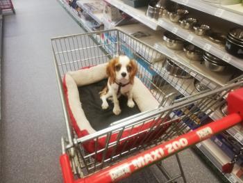 Allf, Cavalier King Charles Spaniel