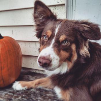 Blu Bear, Australian Shepherd