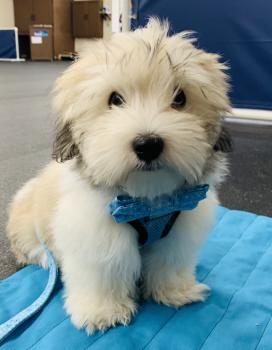 Leopold Hamish II, Cotón De Tulear