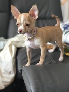 Croquette, Chihuahua langhaariger Schlag