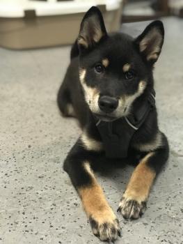 Duke, Shiba Inu Japonés