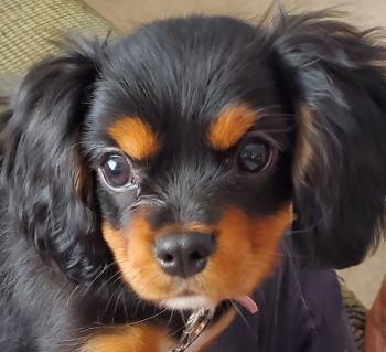 Ruby, Cavalier King Charles