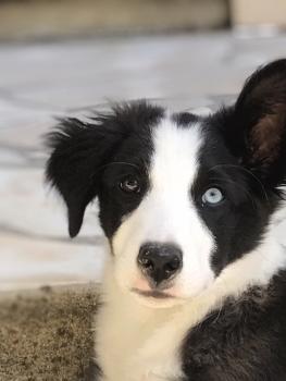 Stitch, Border Collie