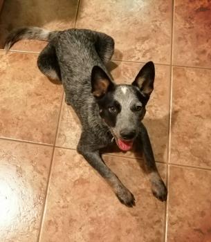 Ruckus, Perro australiano del ganado