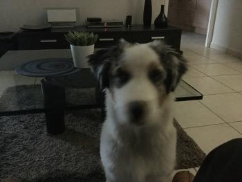 Pepsy, Pastor Australiano