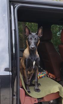 Gunner, Pastor Belga Malinois