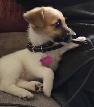 Hazel, Parson Jack Russell Terrier (De Pelaje Corto - Suave)