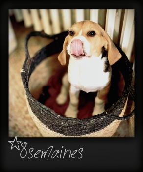 PLUME, Beagle