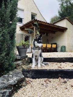 Pako, Husky Siberiano