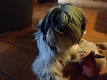 ozzie, Terrier Tibetano