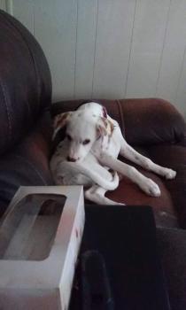 Tyna, Dalmata