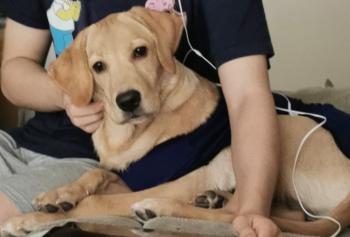 Poppy, Labrador Retriever