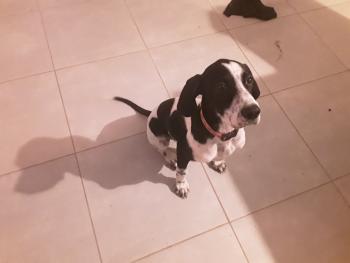 Perle, Pointer