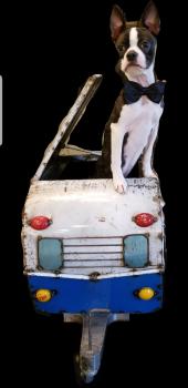 Finley Scott, Boston Terrier