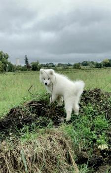 Patxi, Samoyedo