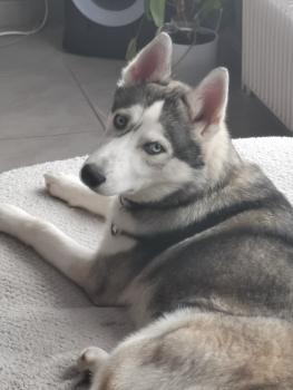 Aya, Siberian Husky