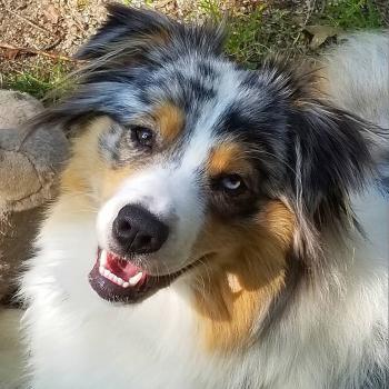 Olive, Pastor Australiano