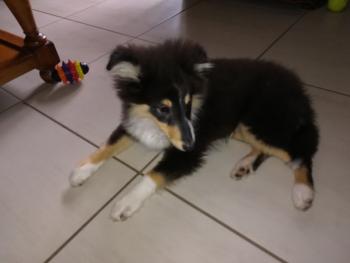 Pablo, Pastor De Shetland